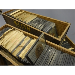 Five wooden boxes containing four hundred and fifty annotated glass slides of sandwich form containing dried botanical specimens arranged in order of species/genus each 8cm square  