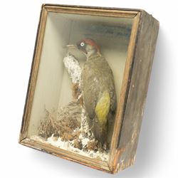 Taxidermy: European Green Woodpecker (Picus Viridis), full adult male mount upon a branch in a naturalistic winter setting, in display case, H33cm 