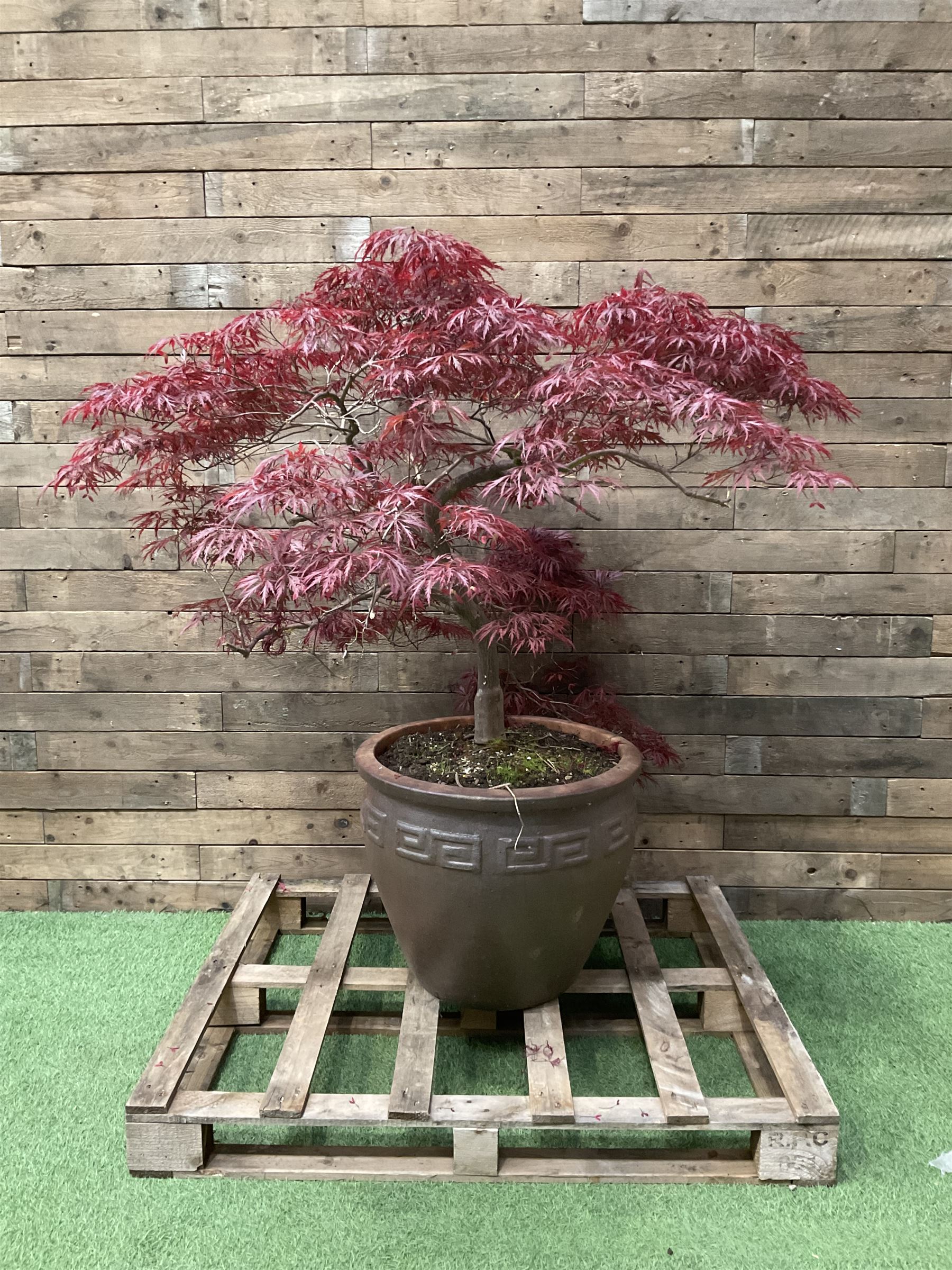 Large glazed planter with acer tree  - THIS LOT IS TO BE COLLECTED BY APPOINTMENT FROM DUGGLEBY STORAGE, GREAT HILL, EASTFIELD, SCARBOROUGH, YO11 3TX