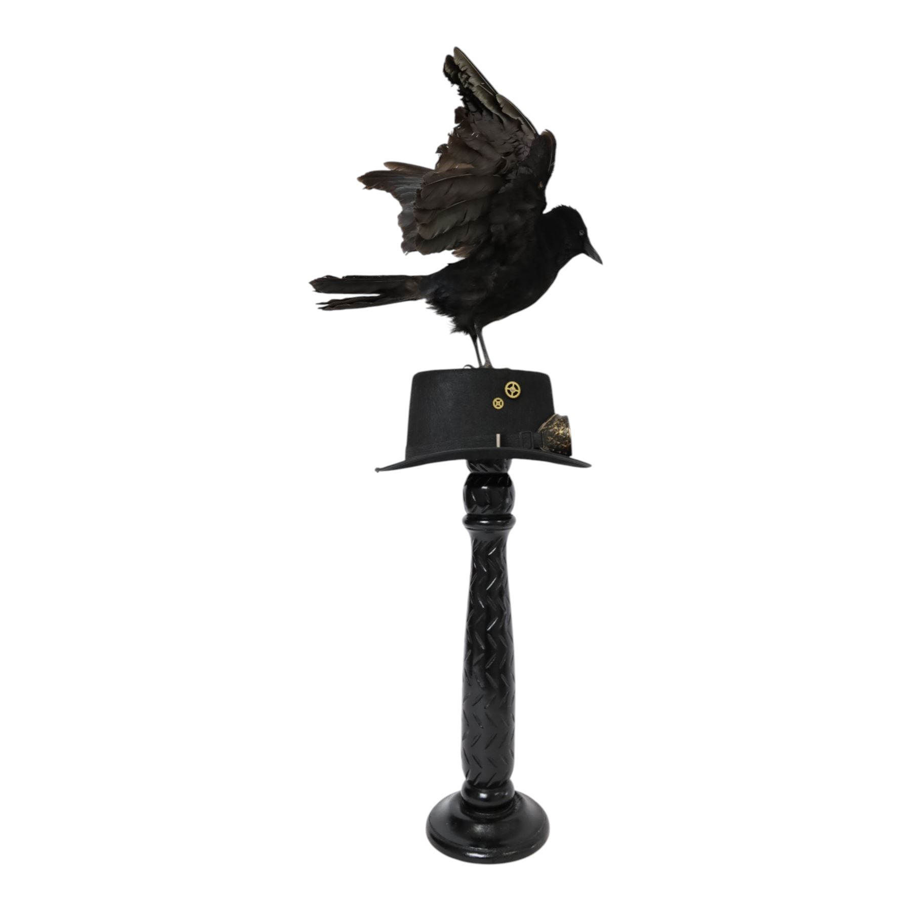 Taxidermy: Carrion Crow (Corvus corone), perched upon a steampunk hat, with wings open, H94cm