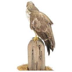 Taxidermy: European Honey Buzzard (Pernis apivorus), full adult mount adult perched atop a fence post, amidst a naturalistic setting on a wooden base, H65cm