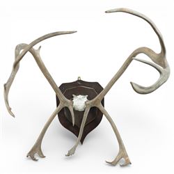Antlers/Horns - Pair of Caribou reindeer (Rangifer tarandus) antlers, with partial skull o...