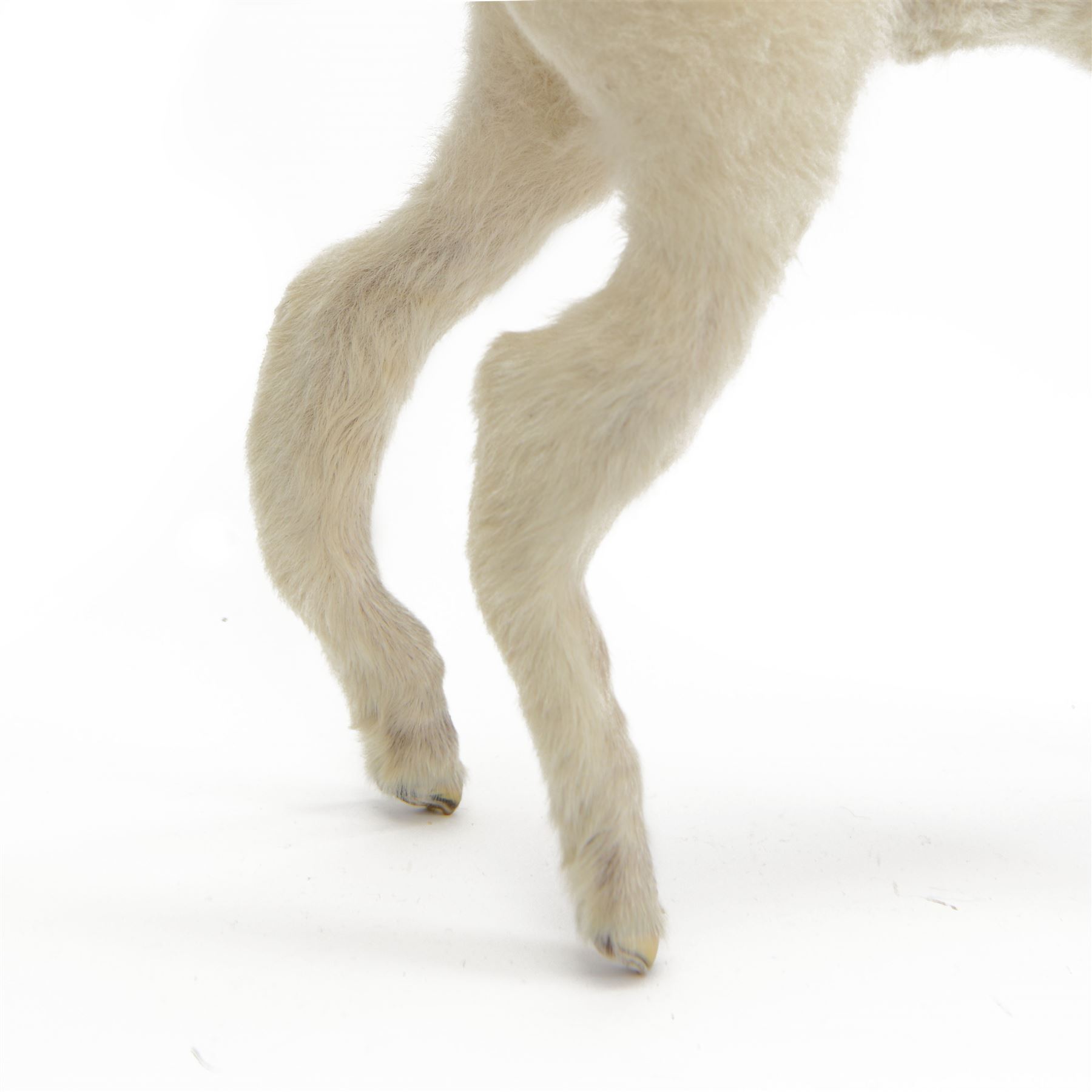 Taxidermy: Domestic Lamb (Ovis aries), full open display mount stood with head upturned to the right, H50cm, L45cm 