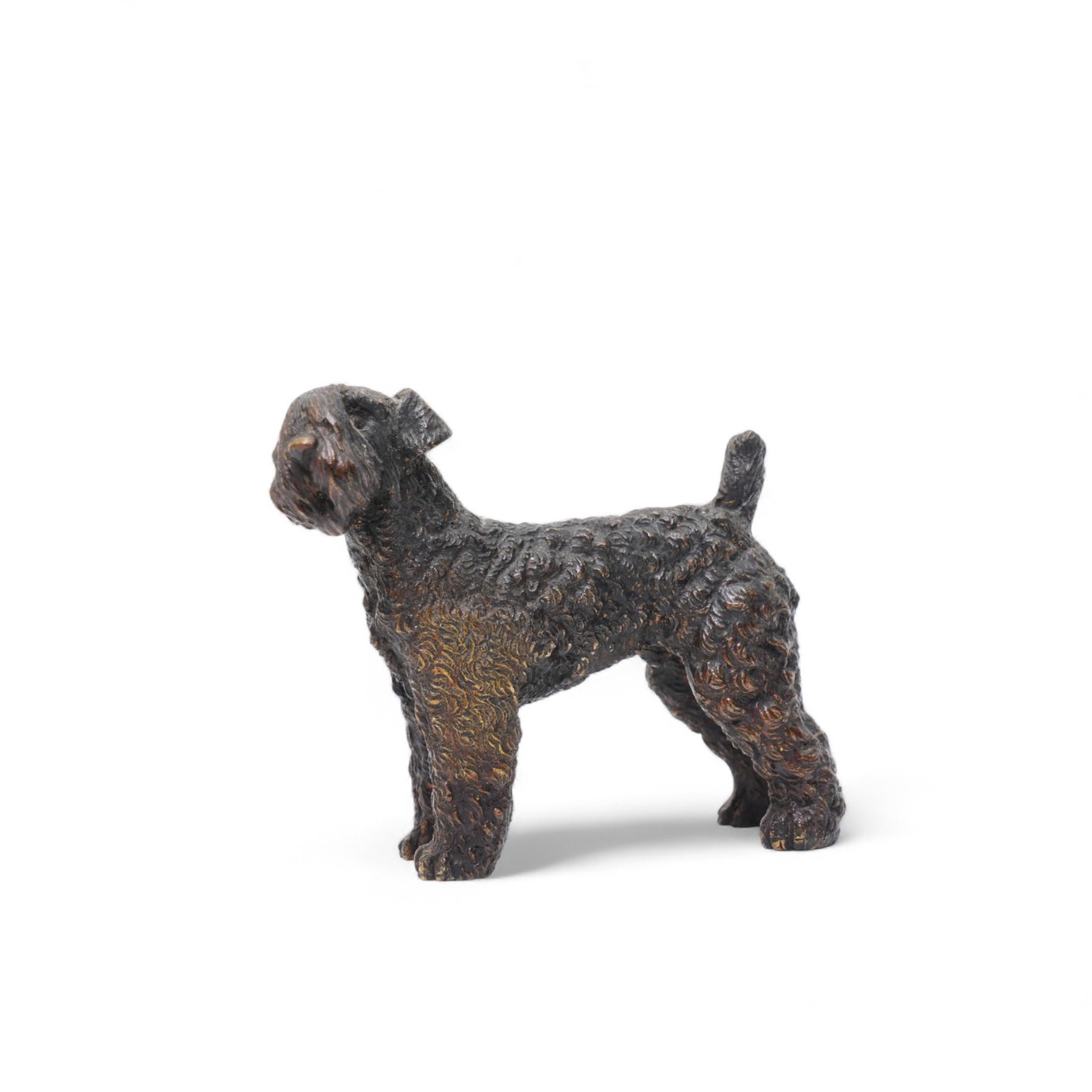 Three cold painted bronze terriers, two Airedales and one Kerry Blue, the latter stamped on the
underside 'Austria', largest W7.5cm