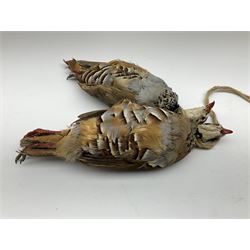 Taxidermy: Brace of two red-legged partridges (Alectoris rufa) tied together with rope around the neck, L34cm. 