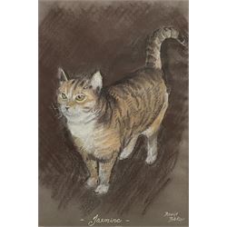 Catherine E Inglis (British contemporary): Springer Spaniel, pastel signed together with David Baker (British contemporary): 'Jasmine' - Ginger Tabby Cat, pastel signed and titled 30cm x 20cm (2)