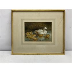 Harrison William Weir (British 1824-1906): Duck Swimming with Ducklings, watercolour signed and dated 1880, 17cm x 25cm