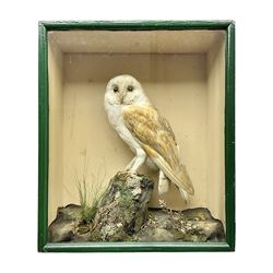 Taxidermy: Victorian cased Barn Owl (Tyto alba), full adult mount perched upon a tree stump amidst a natural setting, encased with an green single- glass display case, H46cm, L39cm, D17cm 