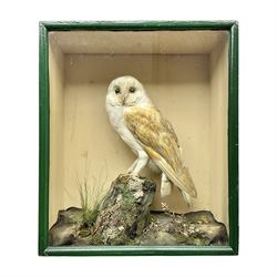  Taxidermy: Victorian cased Barn Owl (Tyto alba), full adult mount perched upon a tree stump amidst a natural setting, encased with an green single- glass display case, H46cm, L39cm, D17cm 