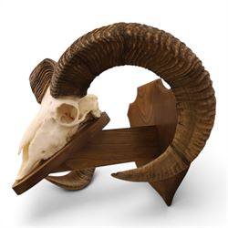 Antlers/Horns - European Mouflon (Ovis aries musimon), set of adult Mouflon ram horns on upper skull, mounted upon a pedestal wall shield, D51cm 