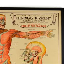 Complete set of eight 'AL Educational Series Elementary Physiology Hygiene and Ambulance' medical posters by Robert R Holding (Zoological and Anatomical artist), published by E J Arnold & Son Ltd of Leeds, Glasgow and Belfast, all framed