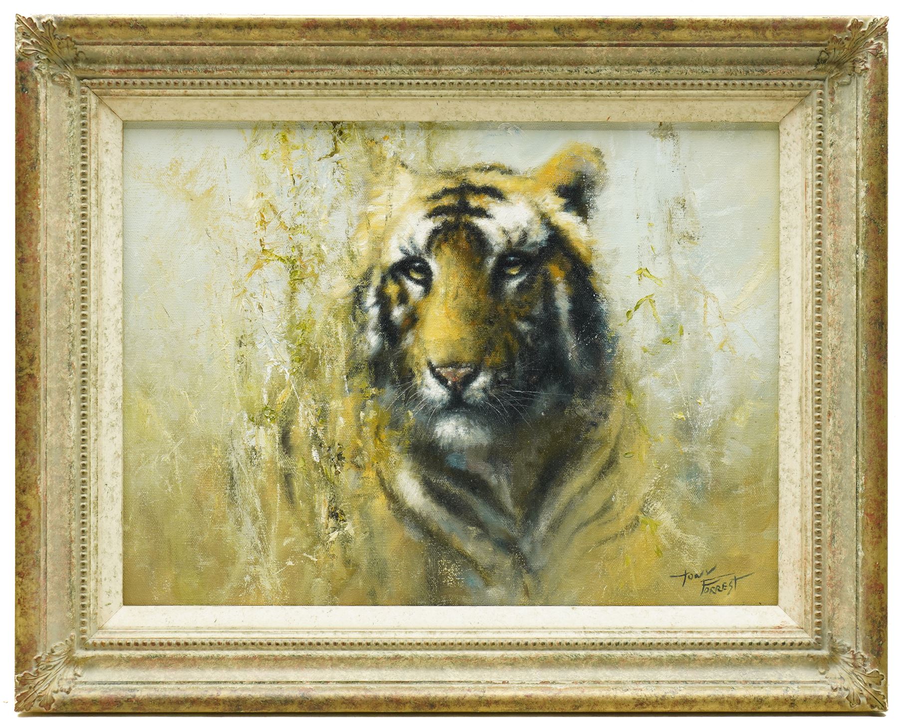 Tony Forrest (British 1961-): Study of a Tiger, oil on canvas signed 29cm x 39cm