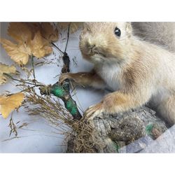 Taxidermy: Red Squirrels (Sciurus vulgaris), full adult mount, climbing a small cut tree stump, in a naturalistic setting, encased within a single pane display case, together with cased Ermine ((Mustela erminea), full adult mount, in a ebonised single pane display case, squirrel case, H35cm, L38cm