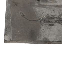 Fossilised reptile Keichosaurus hui, age; Triassic Period, Location Henana Province China, specimen L18cm   