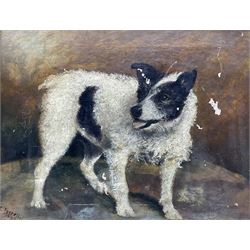 E Tyrrell (British early 20th century): Portrait of a Jack Russell, oil on canvas signed and dated 1933, 34cm x 44cm