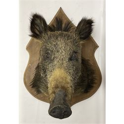 Taxidermy: European Wild Boar (Sus scrofa), adult male shoulder mount looking straight ahead mouth agape, mounted upon a wooden shield, D52cm