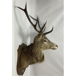 Taxidermy: Red Deer (Cervus elaphus), adult male imperial stag shoulder mount looking straight ahead, ten point antlers, mounted upon a shaped wooden shield, D65cm
