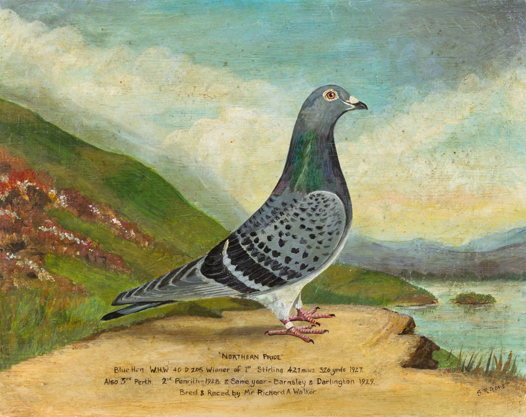 After William Andrew Beer (British 1862-1954): 'Northern Pride' - Study of the Racing Pigeon, oil on canvas signed S R Gore 38cm x 48cm (unframed)