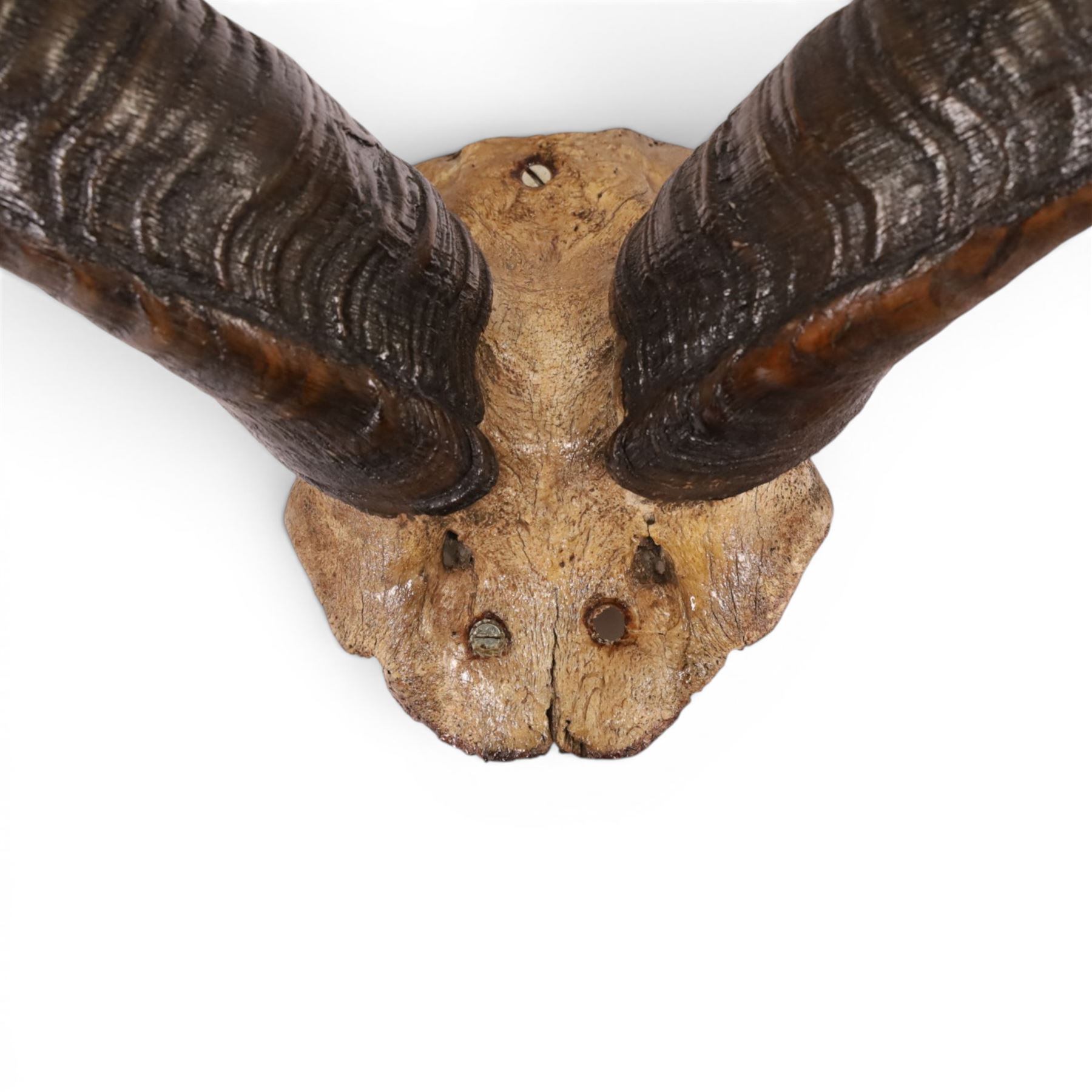 Horns/Antlers; pair of Kudu (Strepsiceros strepsiceros) horns, H95cm