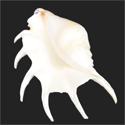 Conchology: including Abalone mother of pearl shell, Lambis shell, four conch shells, and others