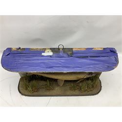 Taxidermy: Grayling (Thymallus thymallus), preserved by John Cooper & Sons, 28 Radnor Street, St Luke's, London, skin mount set above a pebbled river bed with reeds and grasses, set against blue painted back drop, with inscription 'Grayling caught by Rev R.S. Ricketts at Kirkham Bridge Sept 14th 1895, artificial fly - single hair' L57cm H29cm 