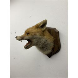 Taxidermy; Red fox mask (Vulpes vulpes), an adult head mount turning to the right with mouth agape bearing teeth, in defensive pose, with ears laid back, mounted upon a oak shield, H24cm 