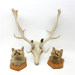Taxidermy - a Roe Deer head, together with two Fox masks, each mounted upon oak shield. 
