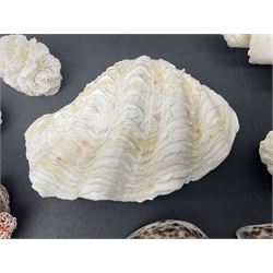 Conchology: collection of dried coral specimens together with a large collection of shells including cowrie shell, etc 