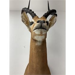 Taxidermy: East African Impala (Aepyceros melampus rendilis) male, shoulder mount looking straight ahead, H101cm. 