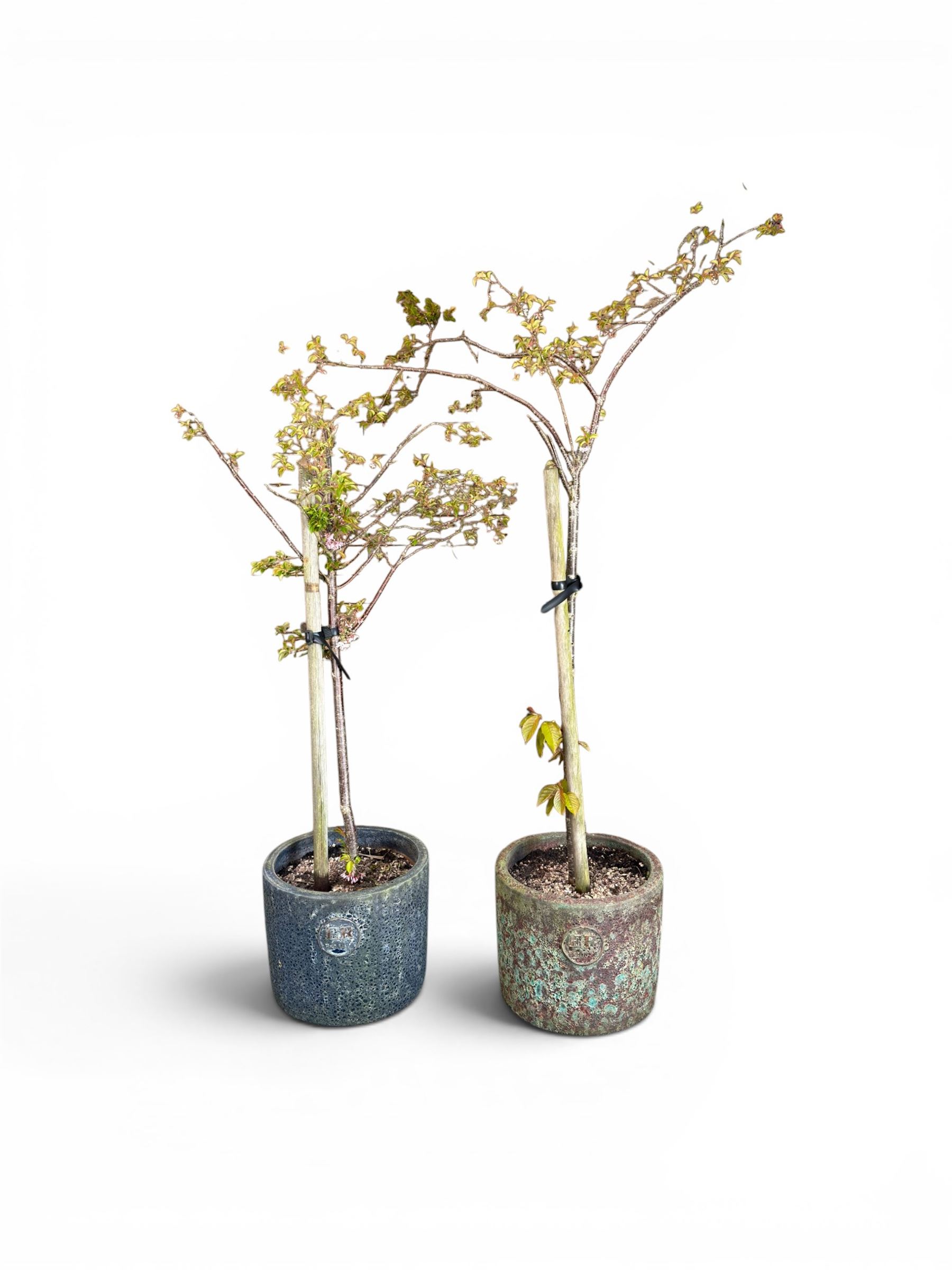 Pair of mature ornamental cherry trees, planted in lead-effect planters stamped ER