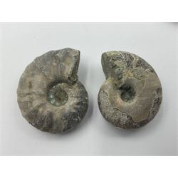 Ten ammonite fossils with nacreous aragonite shells, age; Cretaceous period, location: Madagascar, largest 3cm