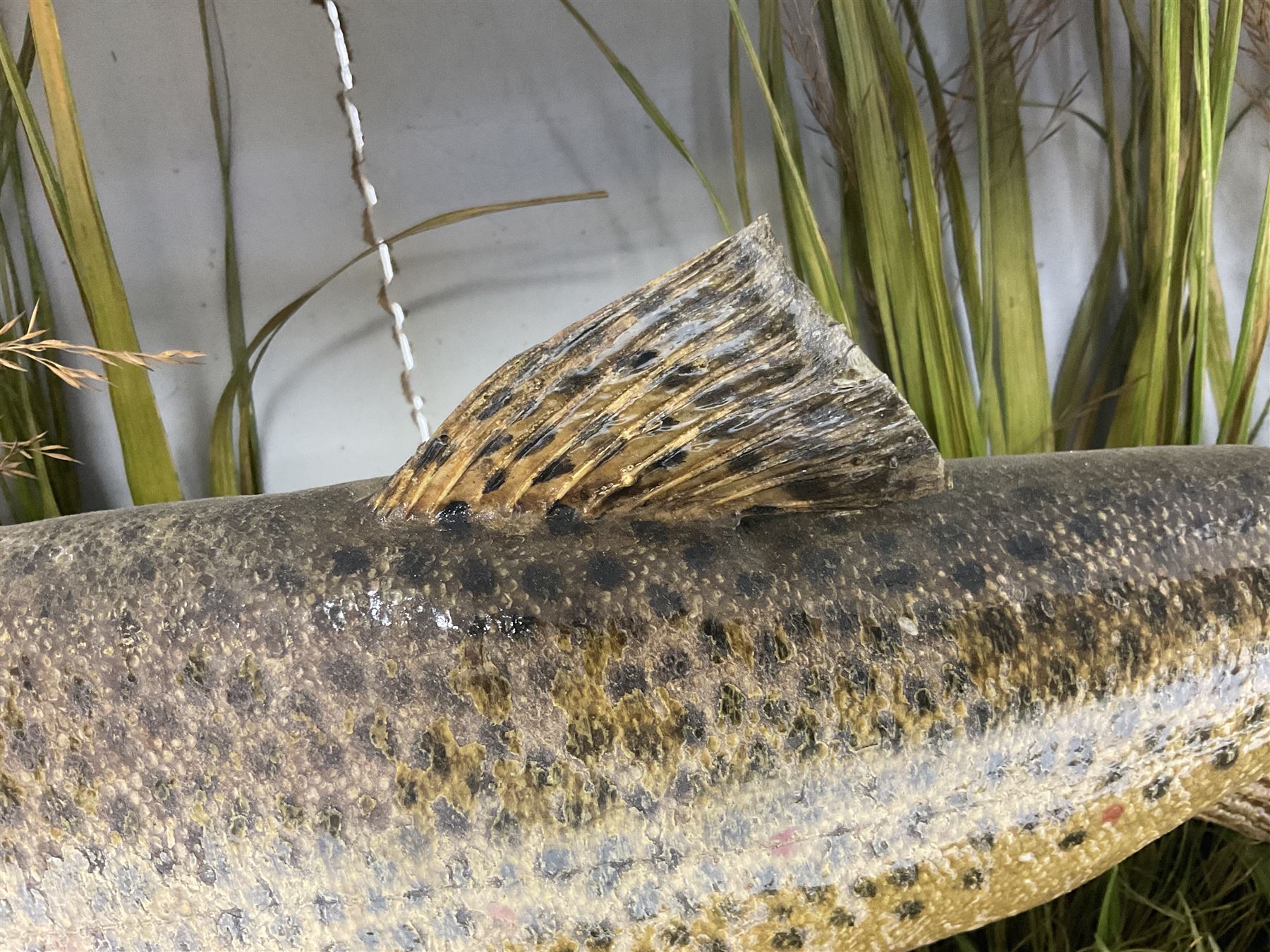 Taxidermy: Brown trout (Salmo trutta), preserved by John Cooper & Sons, 28 Radnor Street, St Luke's, London, skin mount set above a pebbled river bed with reeds and grasses, set against blue painted back drop, inscription to the back drop 'Trout caught by Rev R.S. Ricketts at Kirkham Bridge July 1st 1890, artificial fly, weight 1.5lb', L50cm H26cm 