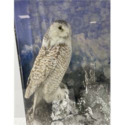 Taxidermy: Victorian cased pair of snowy owls (Bubo scandiacus), male and female full mounts, on a naturalistic winter setting with snow covered tree stumps and blue sky painted background, encased within an ebonised three pane display case, with taxidermy paper label verso detailed C. Helstrip, York, 1879, H105cm, W109, D40.5cm