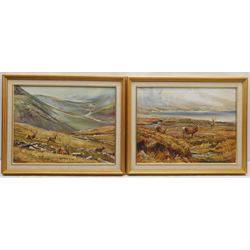 Vittorio (Victor) Antonio Cirefice (Welsh 1949-): 'Waiting for Him to Get Up' and 'Summer Evening Feed' in the Scottish Highlands, pair oils on canvas signed, inscribed verso 35cm x 45cm (2)