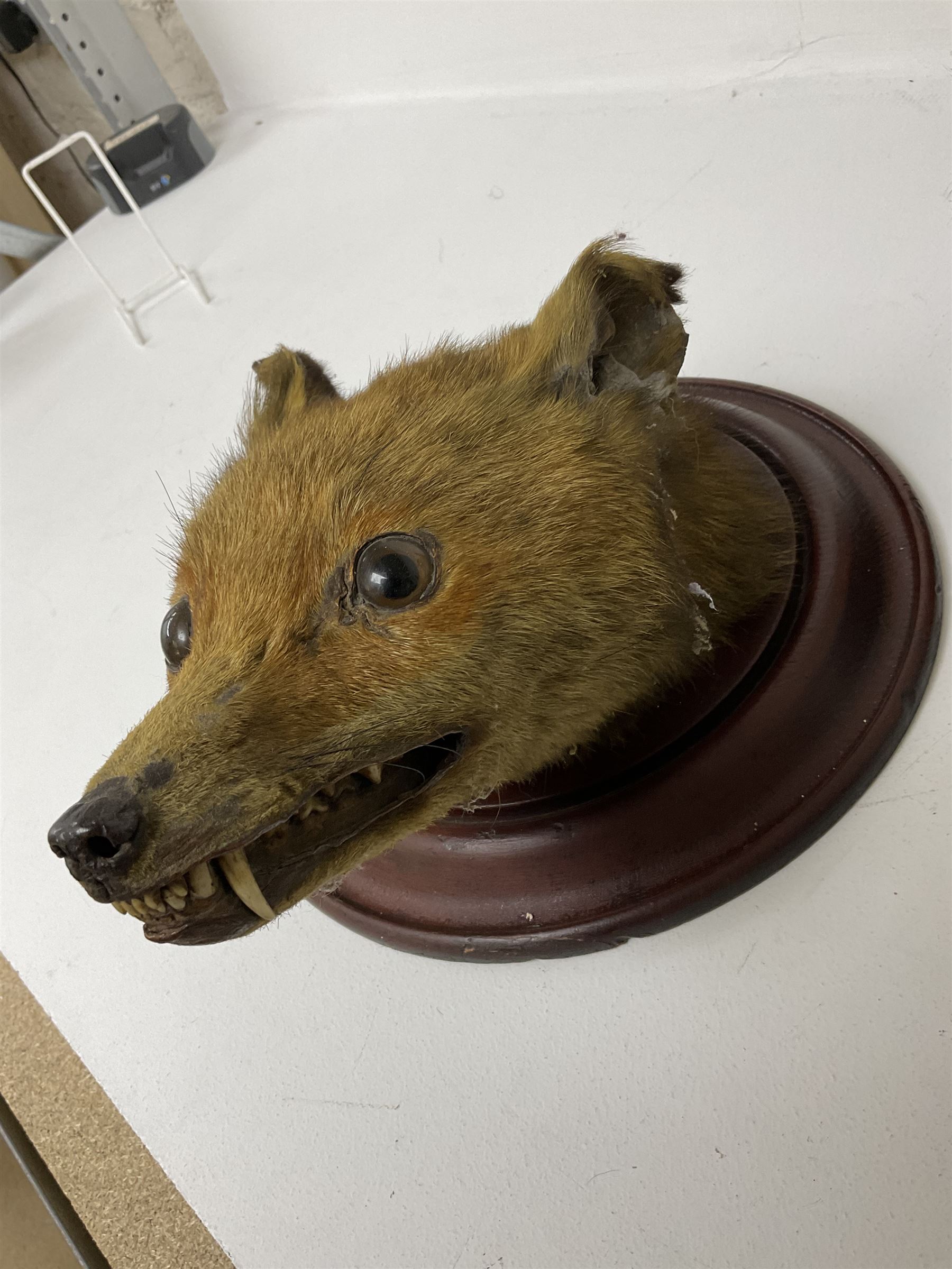 Taxidermy; Red fox mask (Vulpes vulpes), together with stoat (Mustela erminea) study and squirrel (Sciuridae), all on wood bases
