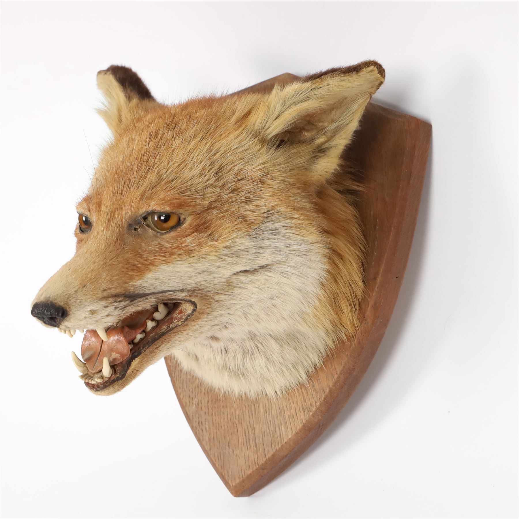 Taxidermy: Red fox mask (Vulpes vulpes), with mouth agape bearing teeth, mounted upon wooden shield