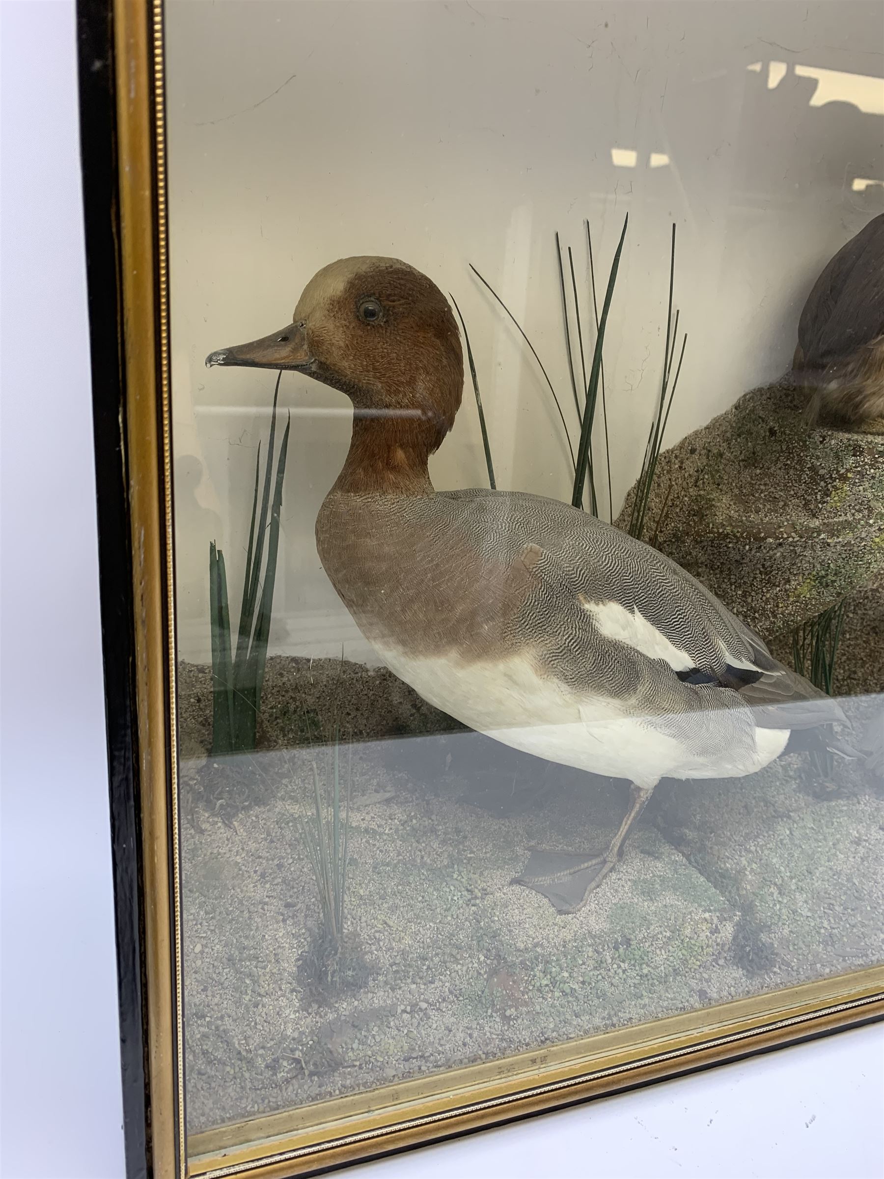Taxidermy: female Goosander (Mergus Merganser), male Green Wing Teal Duck (Anas Carolinensis), and Little Grebe (Tachybaptus Ruficollis), in naturalistic setting detailed with long grass, set against a painted cream backdrop, encased within an ebonised single pane display case, with taxidermist paper label verso detailed J E Massey, Finkle Street, Malton, H50.5cm W89cm D21cm