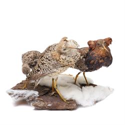Taxidermy - Ruff (Calidris Pugnax), three adult mounts on naturalistic base, including base H24cm