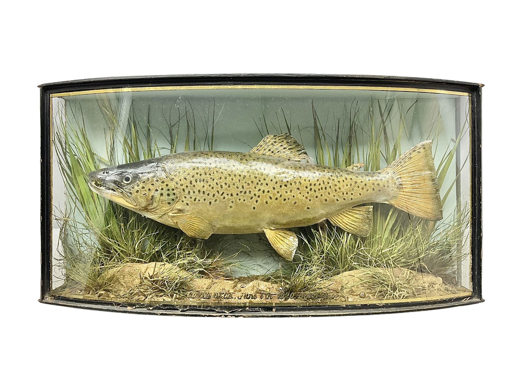 Taxidermy: Brown trout (Salmo trutta), skin mount set above a pebbled river bed with reeds and ferns, against blue painted back drop, enclosed within an ebonised bow-front display case, with 'Costa Beck June 8th 1920, Weight 3 3/4lbs',inscribed to the glass, H31cm, L62cm 