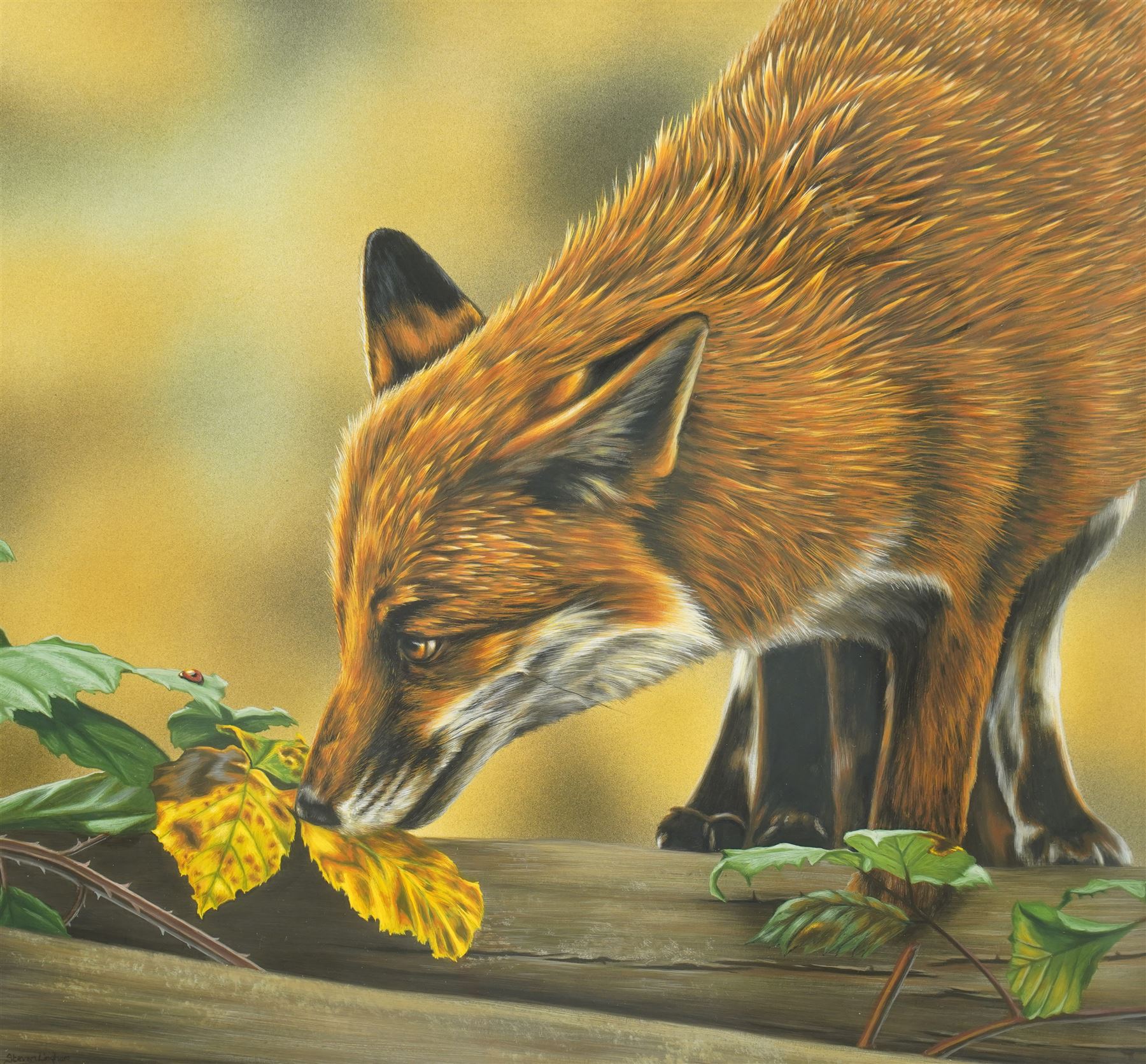 Steven Lingham (British Contemporary): 'On Closer Inspection' - Fox Study, gouache signed 38cm x 40cm