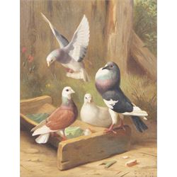 Edgar Hunt (British 1876-1953): Pigeons Feeding, oil on canvas signed and dated '00, 19cm x 25cm