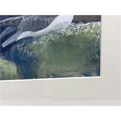 Darren Rees (British 1961-): Seagull, watercolour signed 13cm x 19cm 
Notes: Rees studied Mathematics at Southampton University, teaching the subject for a short time before pursuing painting full-time. His work has attracted many awards including the Natural World and RSPB Fine Art Awards, winning the Swarovski/Birdwatch and BBC Wildlife Artist of the Year competitions, and more recently he was crowned David Shepherd Wildlife Foundation Artist of the Year 2021. His first solo book Bird Impressions was runner up in the Natural History Book of the Year. Most recently, Darren was appointed Artist in Residence by Friends of the Scott Polar Research Institute, traveling to Antarctica with the Royal Navy.