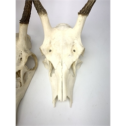 Three red deer skulls with single point antlers H62cm