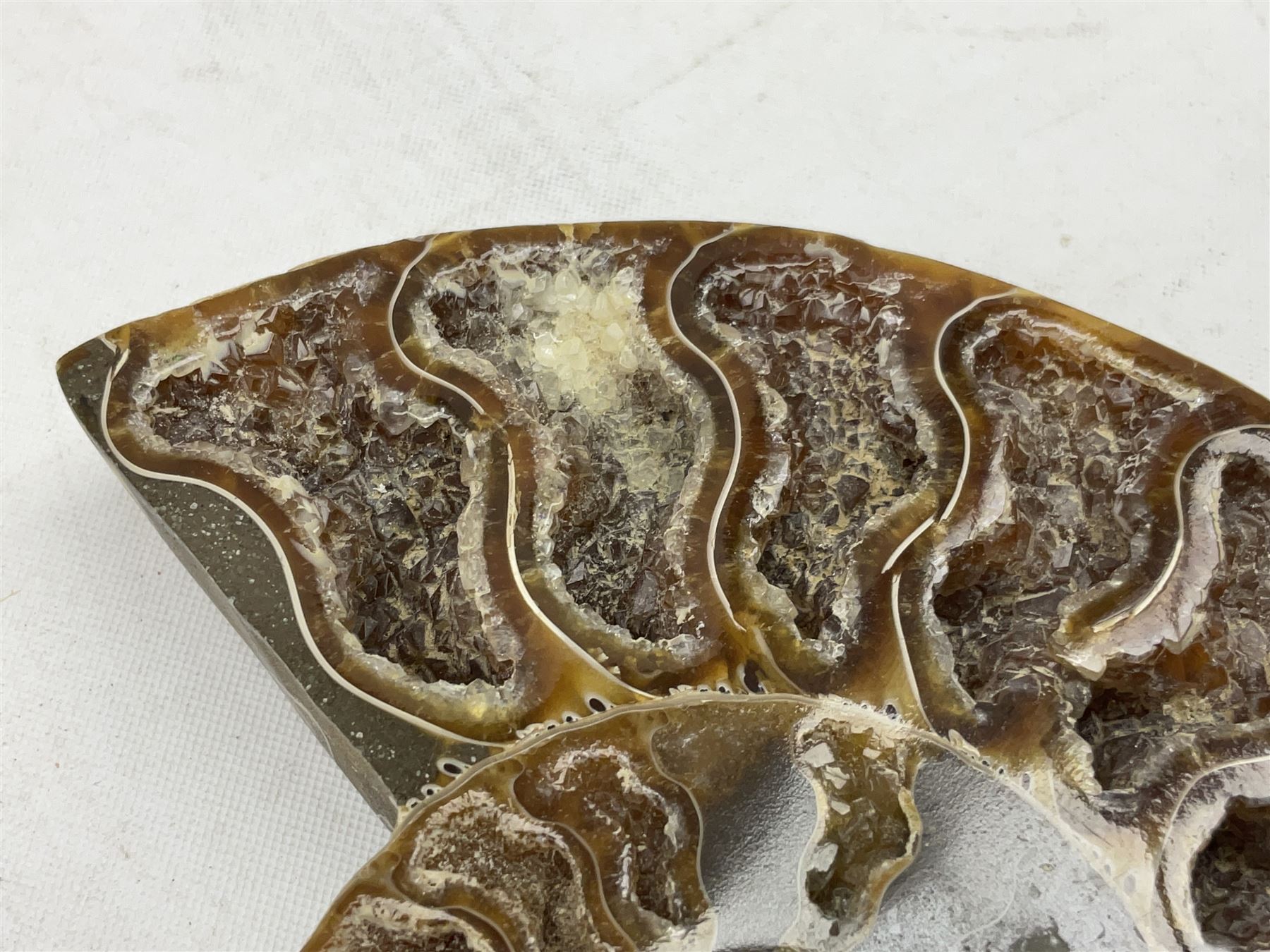 Paleontology: fossilized African Cleoniceras ammonite, the fossil specimen halved and polished, the interiors with crystal formation within chambers, Middle Cretaceous period, c 100 million years old, Madagascar, L8.5cm