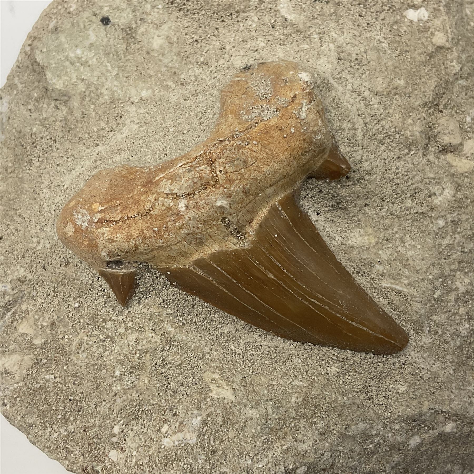 Dragonfly larvae (Libellula doris), together with four Mosasaur teeth, four trilobites (Crotalocephalina gibba) and one other tooth