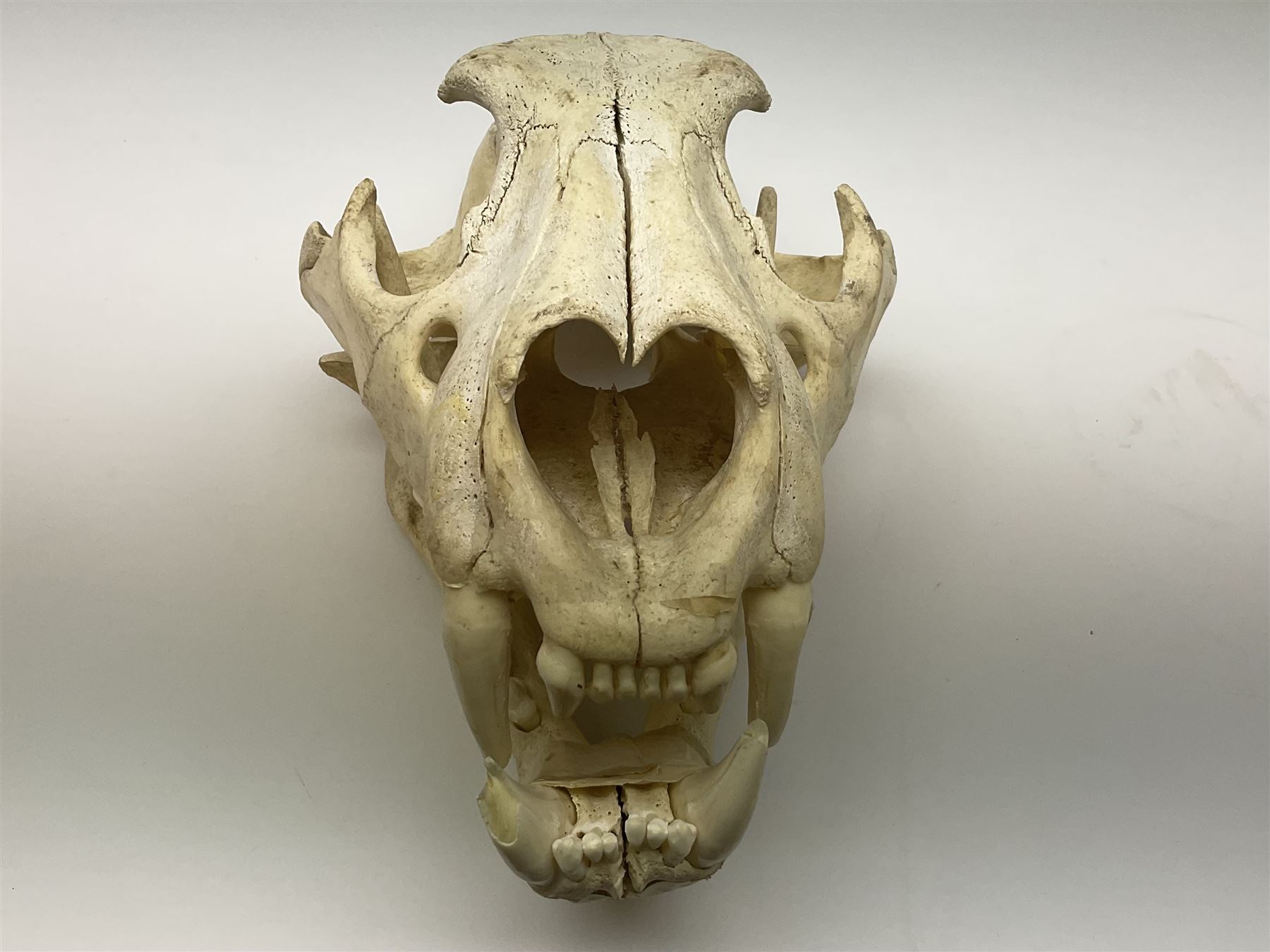Taxidermy: Lion (Panthera leo), skull L34cm. 