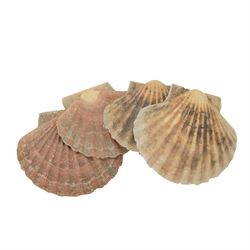 Conchology; Collection of seashells and coral, including Red Abalone shell, Hexaplex Callidinus, verious Cowrie shells, Leopardus cone etc, CITES Appendix II this lot is available to UK buyers only