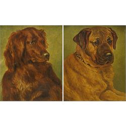A W Keith (19th/20th Century): Mastiff and Red Setter Dog Portraits, pair oils on canvas s...