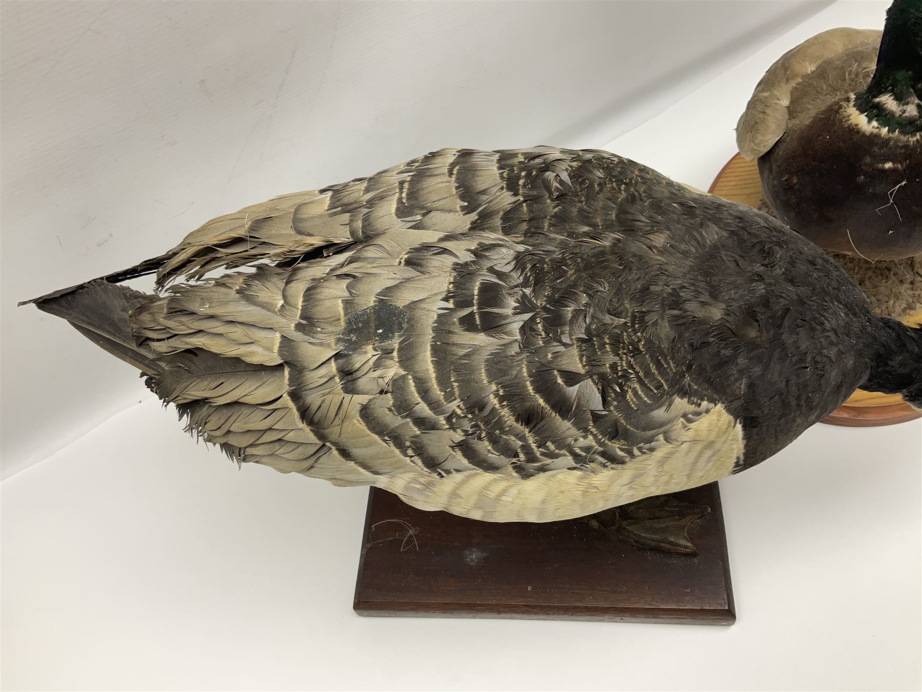Taxidermy; Barnacle goose (Branta leucopsis), full adult mount, upon a rectangular base, together with Mallard (Anas platyrhynchos), full mount drake, upon an oval base, goose H28cm