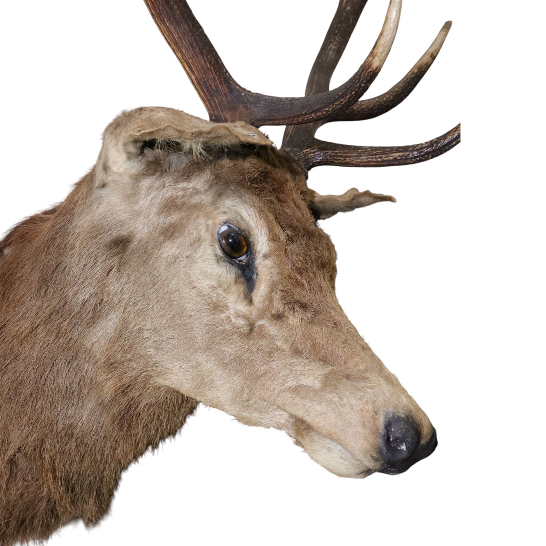 Taxidermy: Red Deer (Cervus elaphus), an adult stag shoulder mount with head turning to the right, mounted upon a wooden shield, D76cm